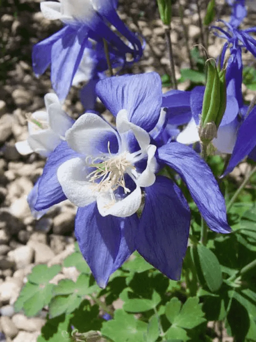 Аквилегия вееровидная Spring Magic Blue And White Аквилегия вееровидная Spring Magic Blue And White