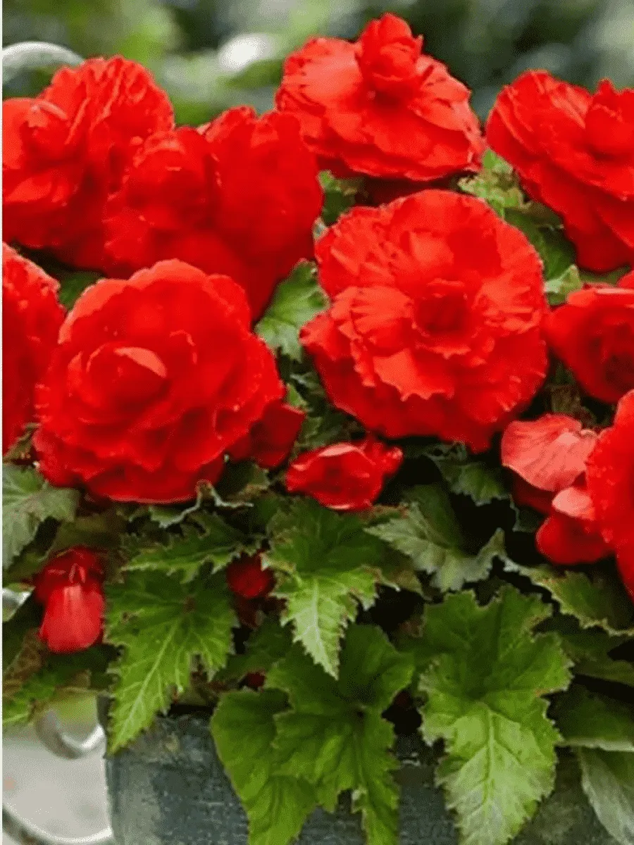 Бегония Red Бегония Red