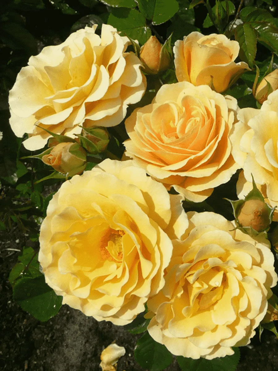 Роза Флорибунда Rebecca Mary