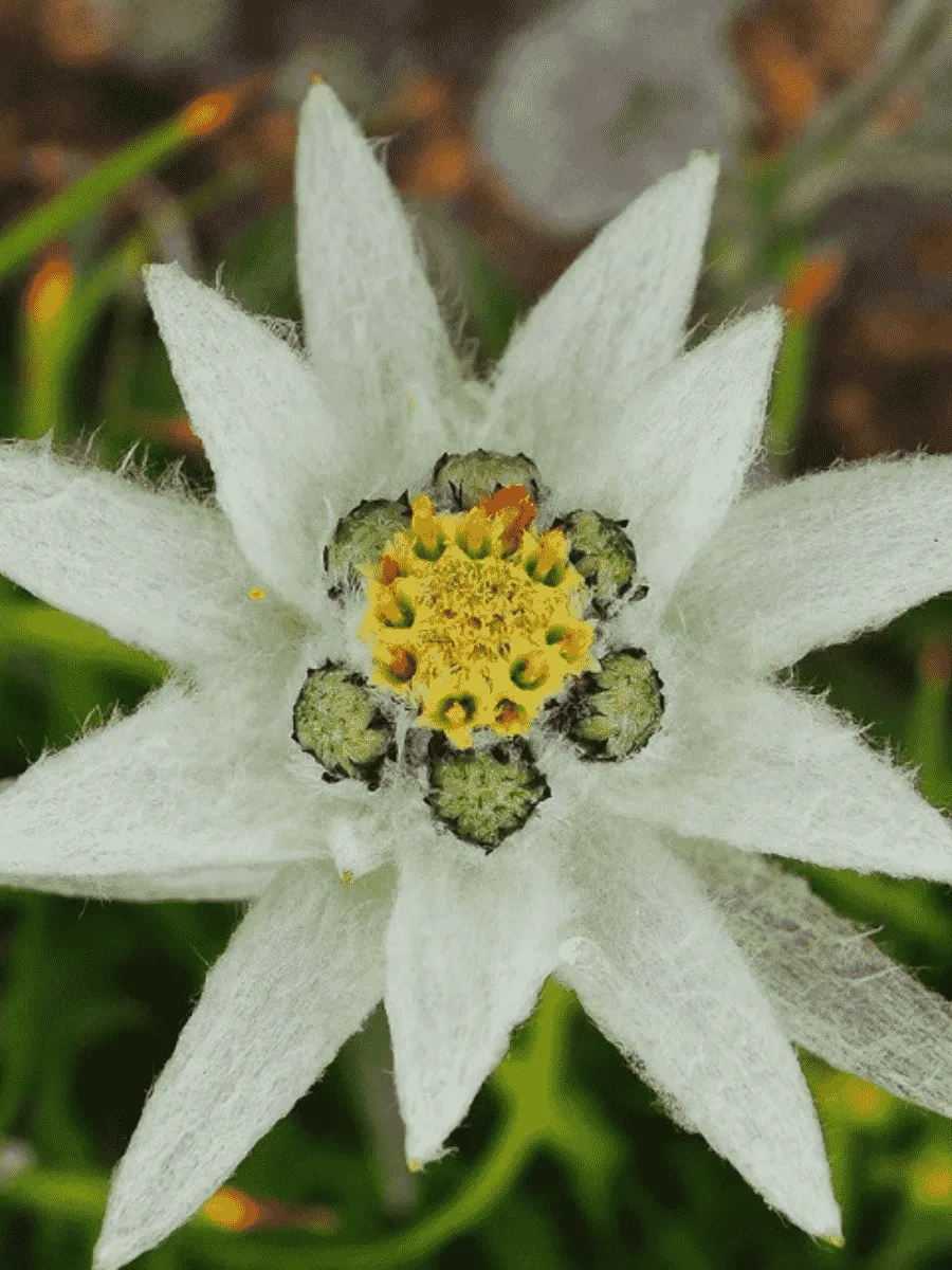 Эдельвейс Souliei