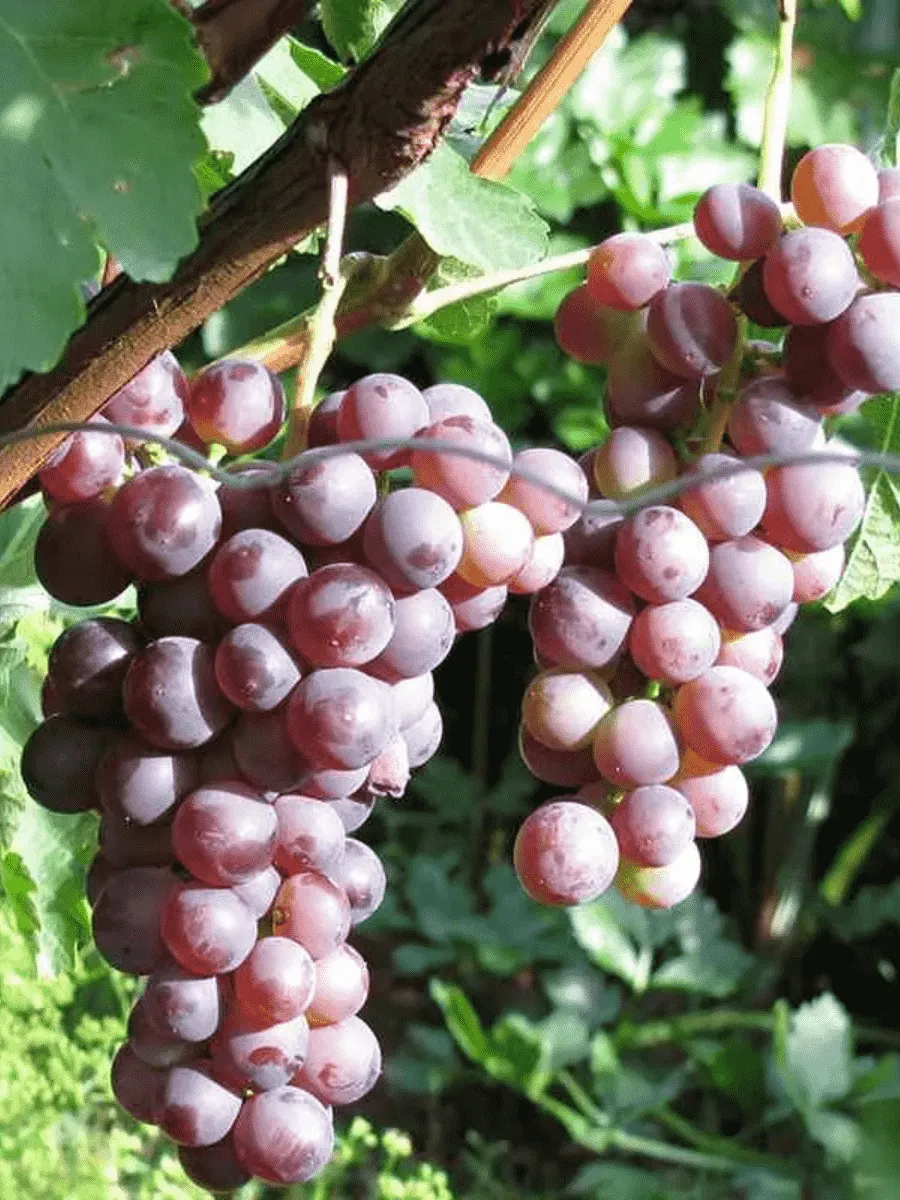 Виноград культурный Русский ранний Виноград культурный Русский ранний