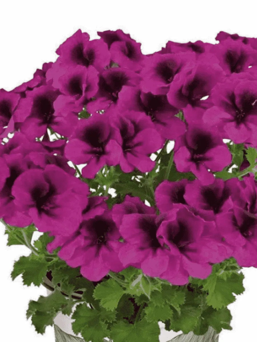 Пеларгония Toscana Florella Magenta Пеларгония Toscana Florella Magenta