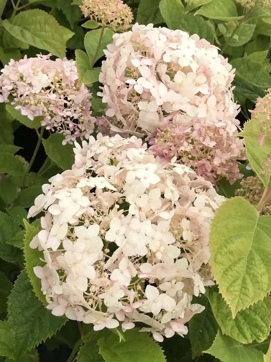 Гортензия древовидная Candybelle Marshmallow