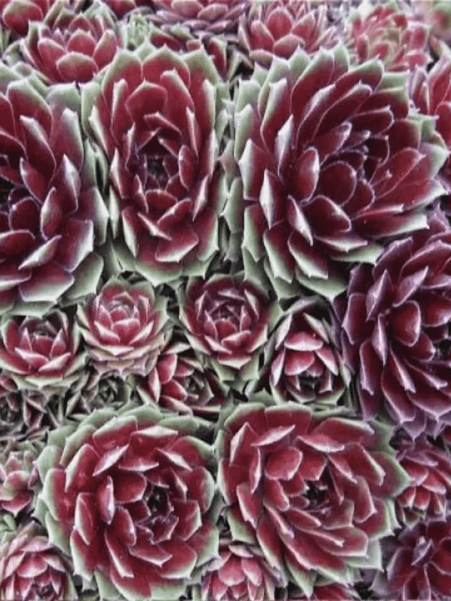 Молодило гибридное Commander hay