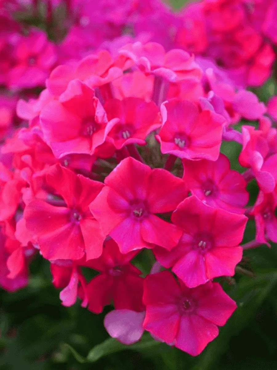 Флокс Нелли