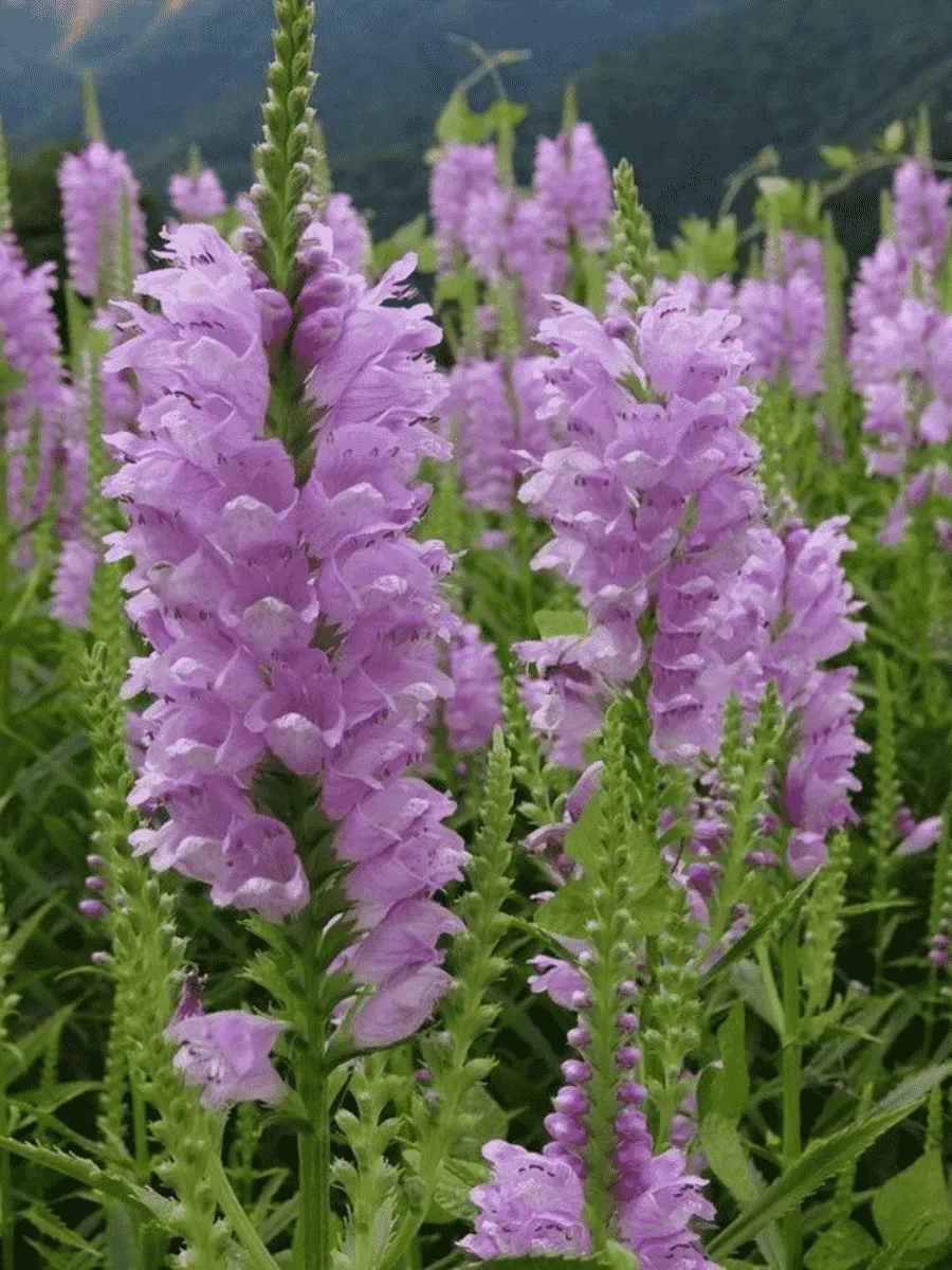 Физостегия виргинская Rose Queen