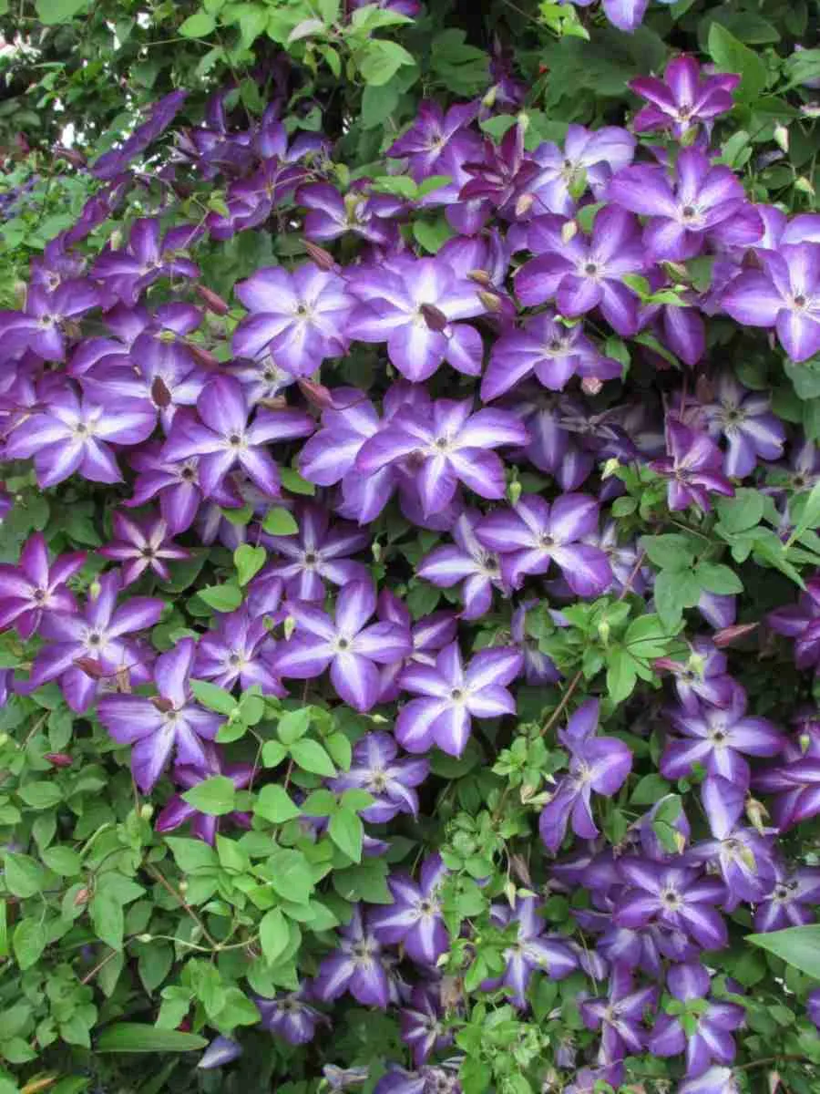 Клематис Venosa Violacea