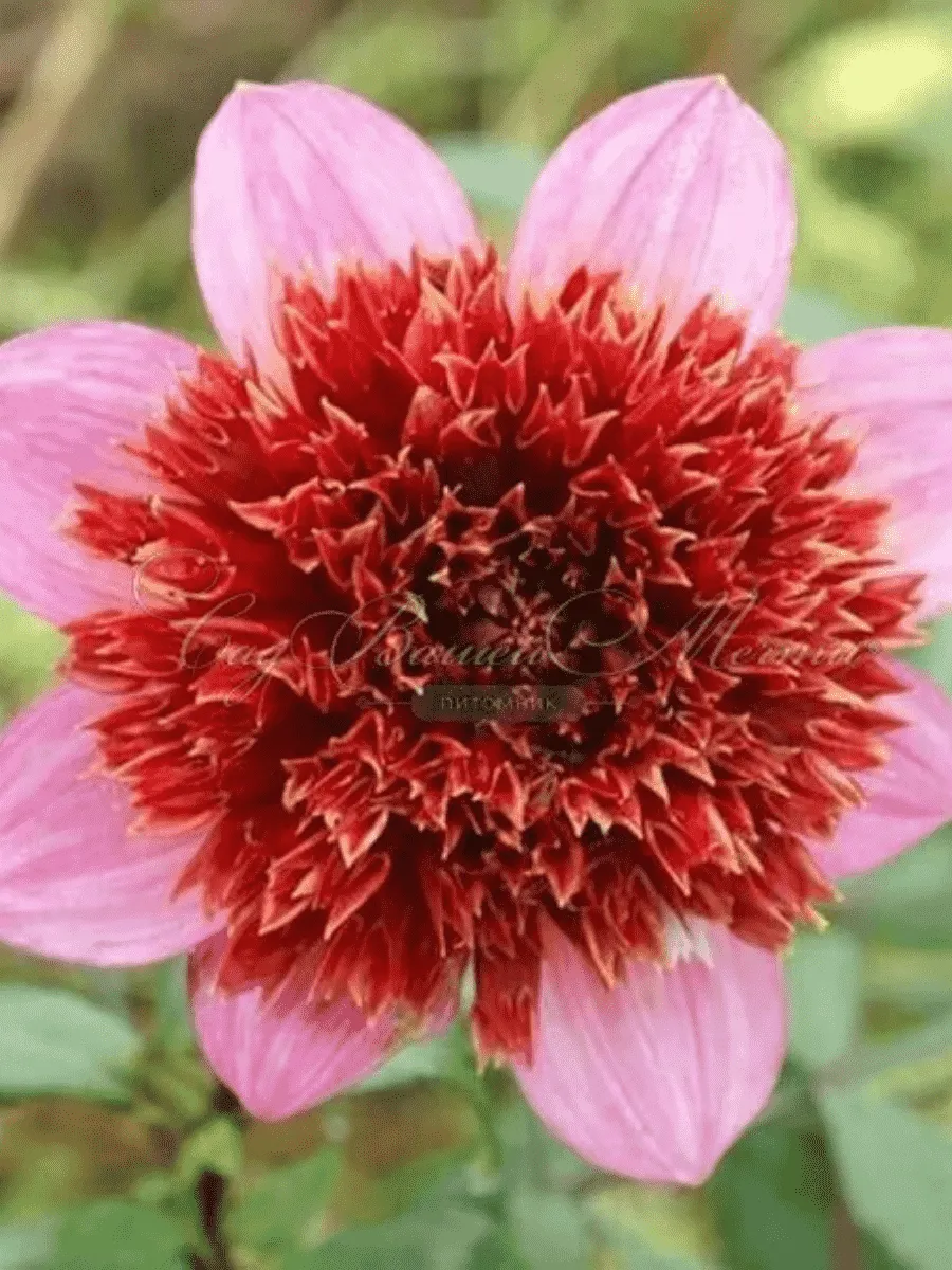 Георгина The Pantom