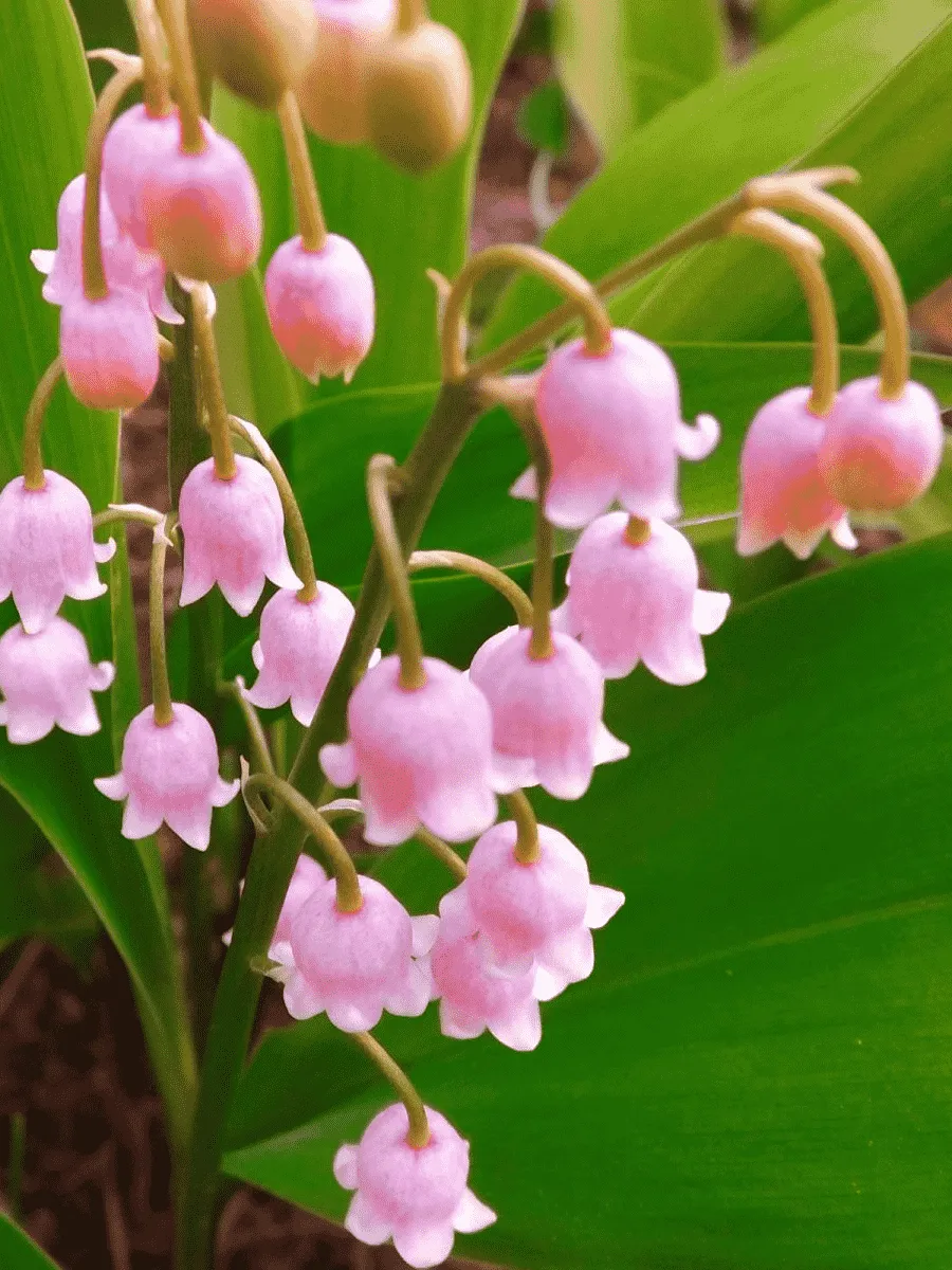 Ландыш майский Rosea Ландыш майский Rosea