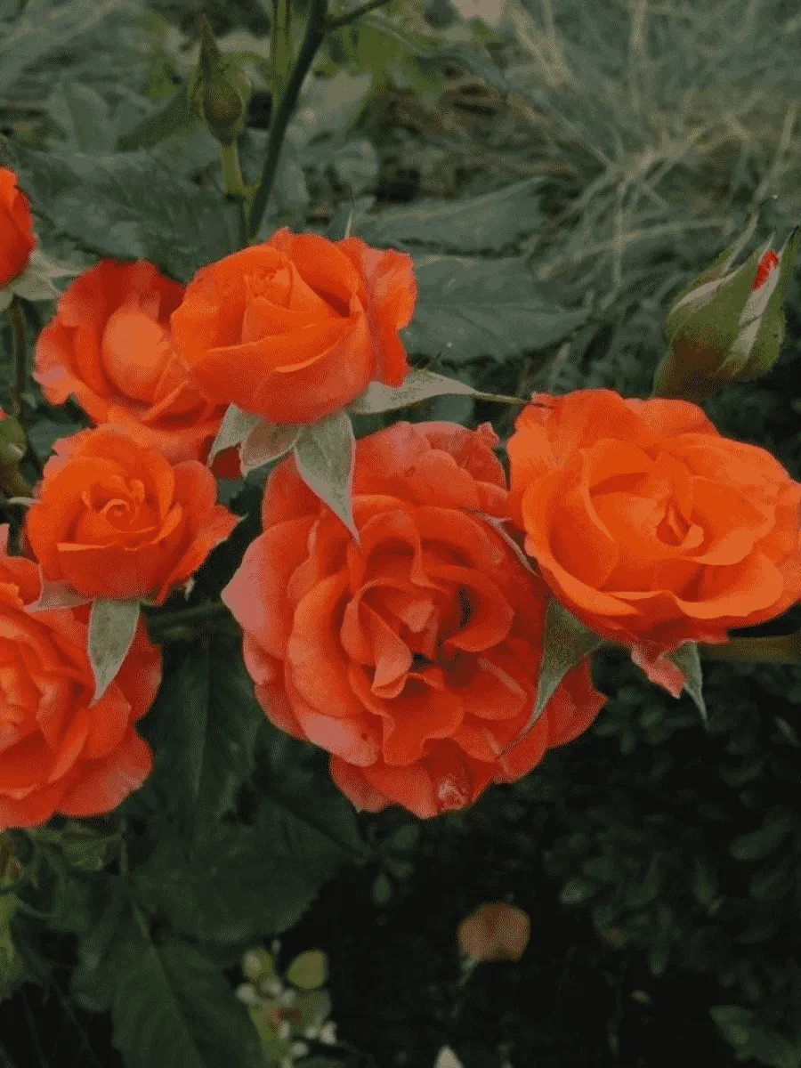 Роза спрей Alegria Роза спрей Alegria