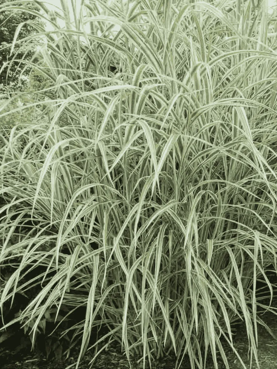 Мискантус китайский Cosmopolitan