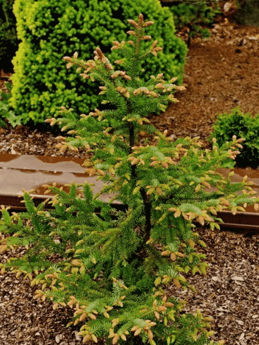 Ель сербская Roter Austrieb