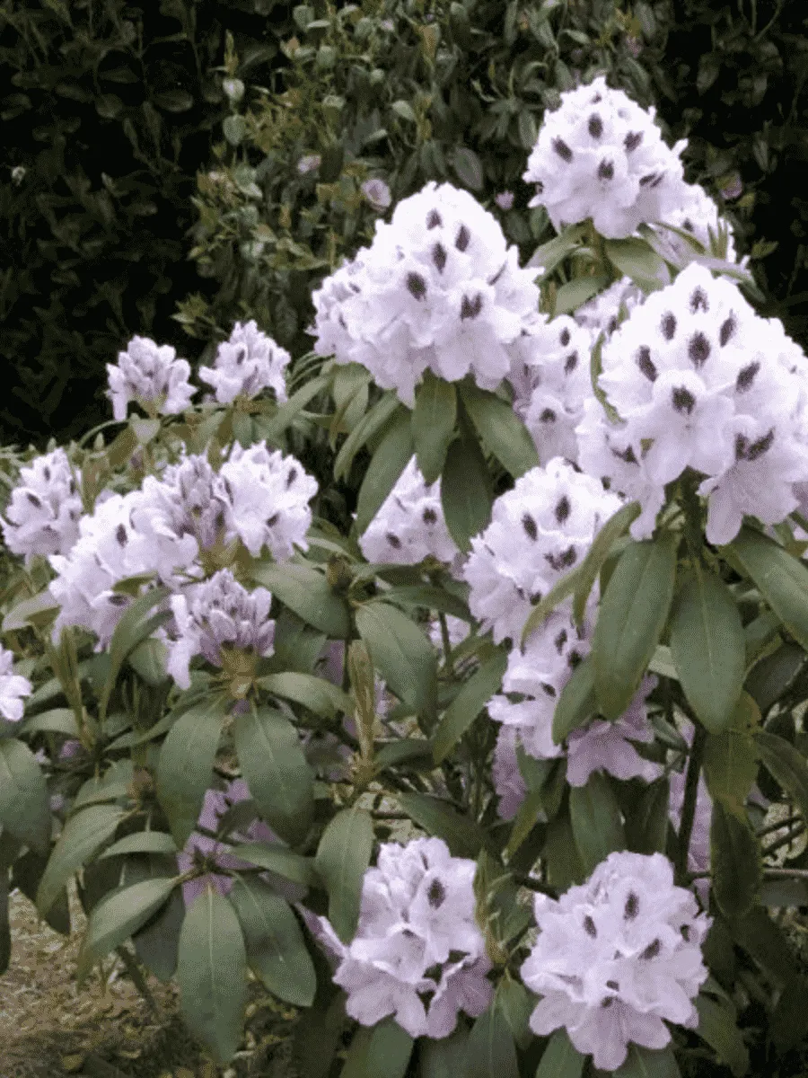 Рододендрон гибридный Calsap