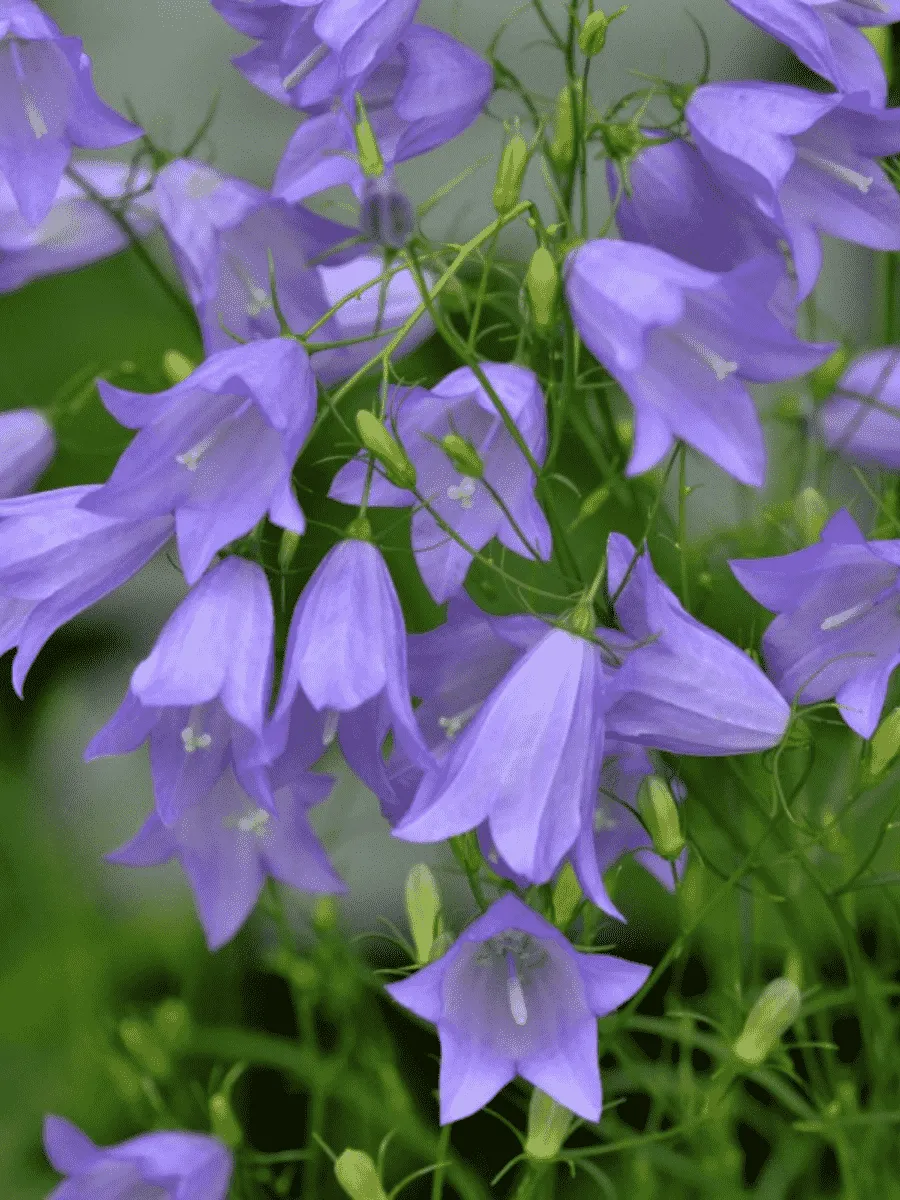 Колокольчик Колокольчик