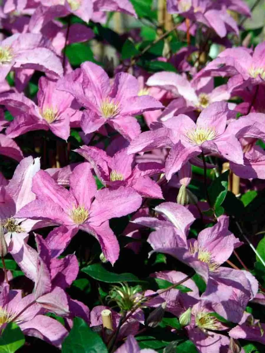 Клематис гибридный Danuta