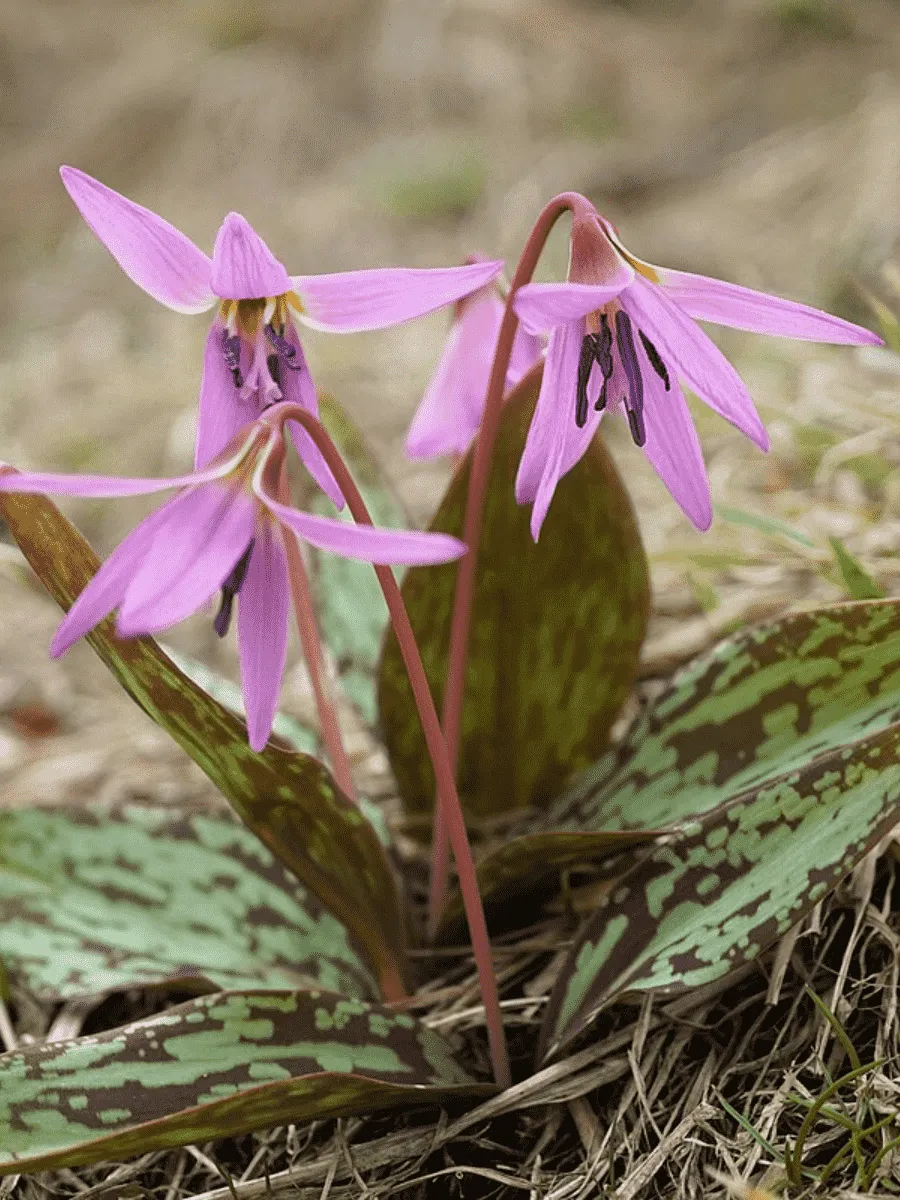 Эритрониум (кандык) Dens-Canis