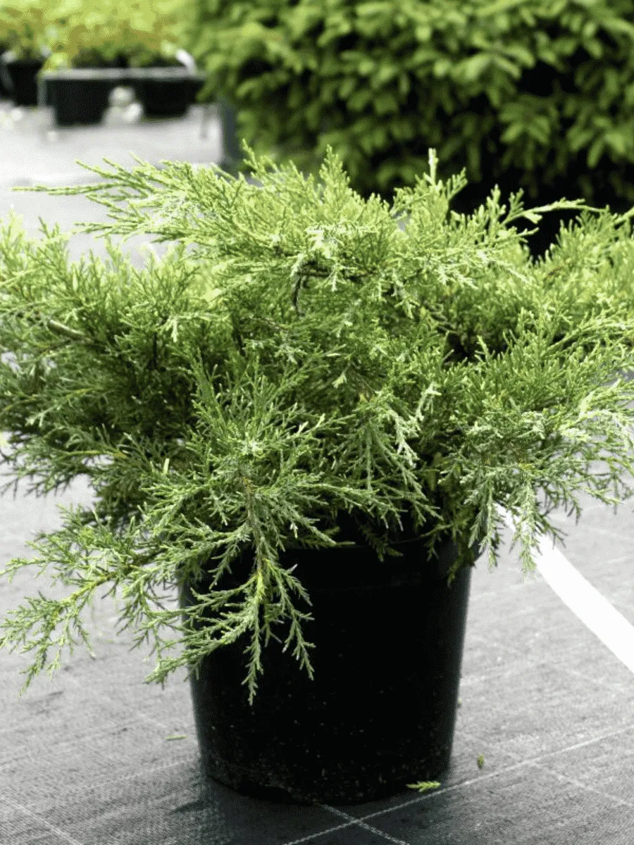 Можжевельник средний White Splash