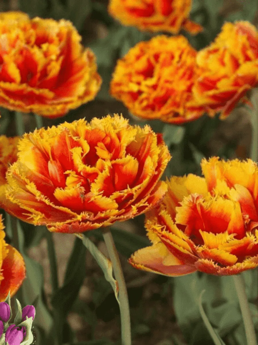 Тюльпан Crispion Beauty