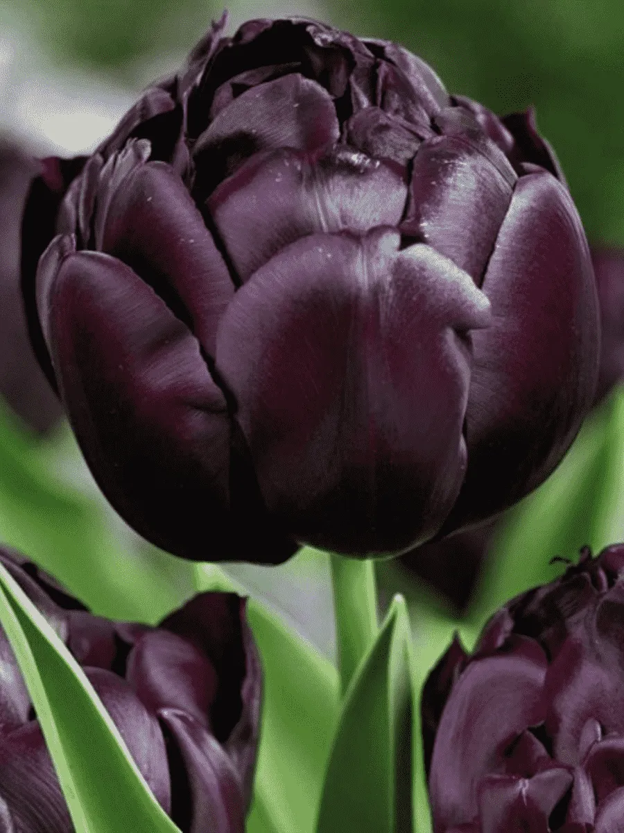 Тюльпан Махровый Black Hero