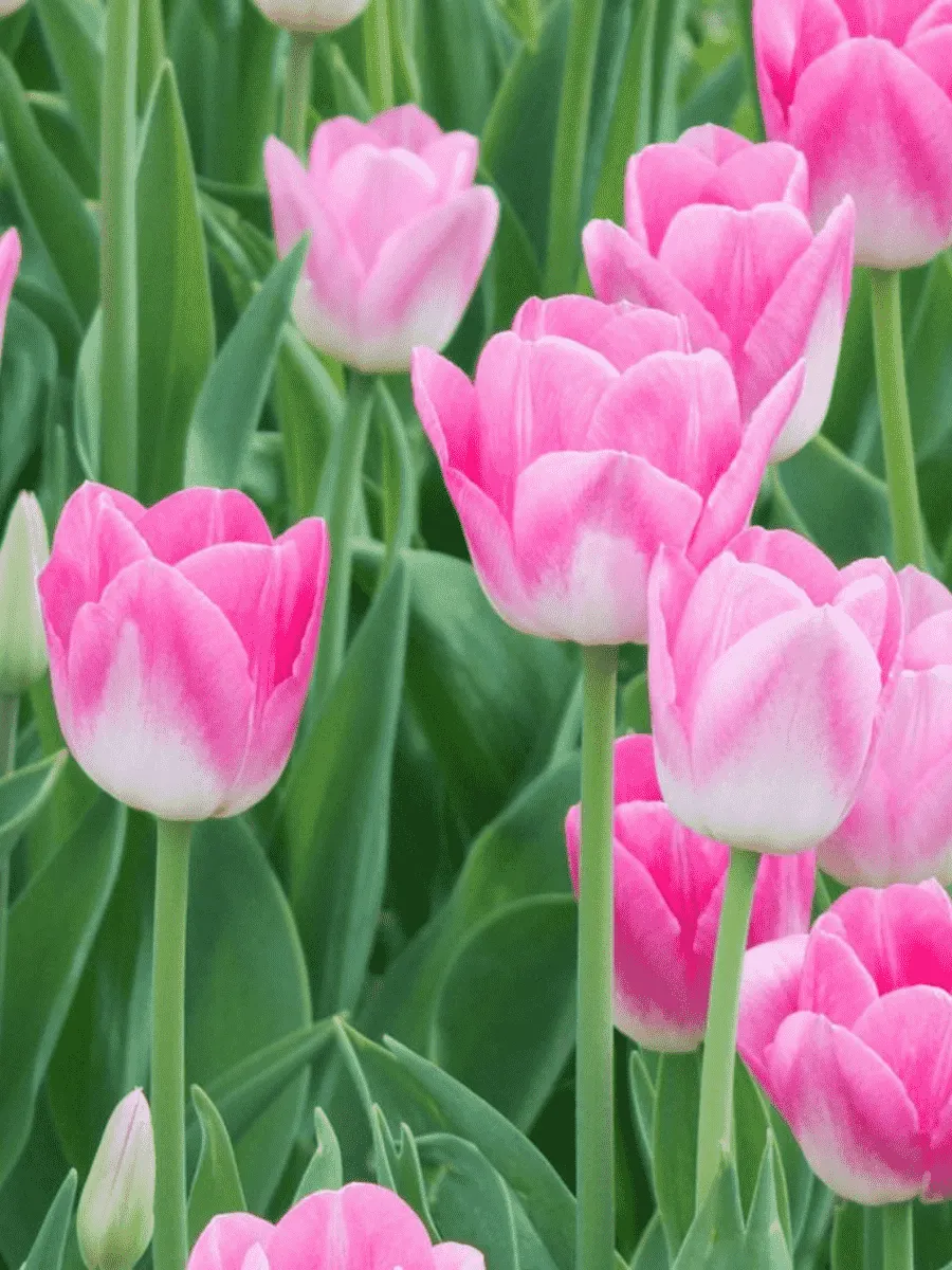 Тюльпан триумф Dynasty