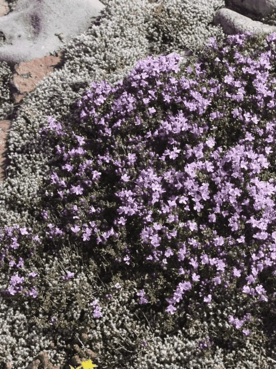 Тимьян ползучий Magic Carpet