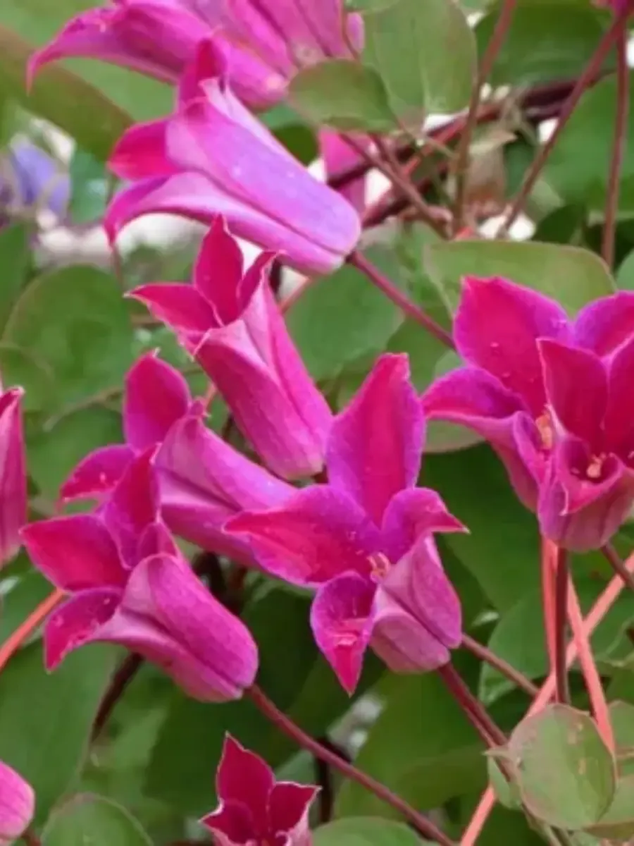 Клематис гибридный Sir Trevor Lawrence