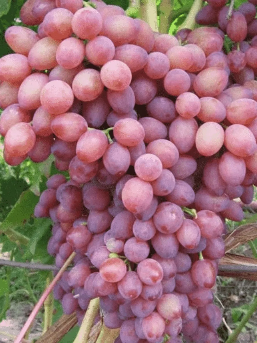 Виноград культурный Лучистый Виноград культурный Лучистый