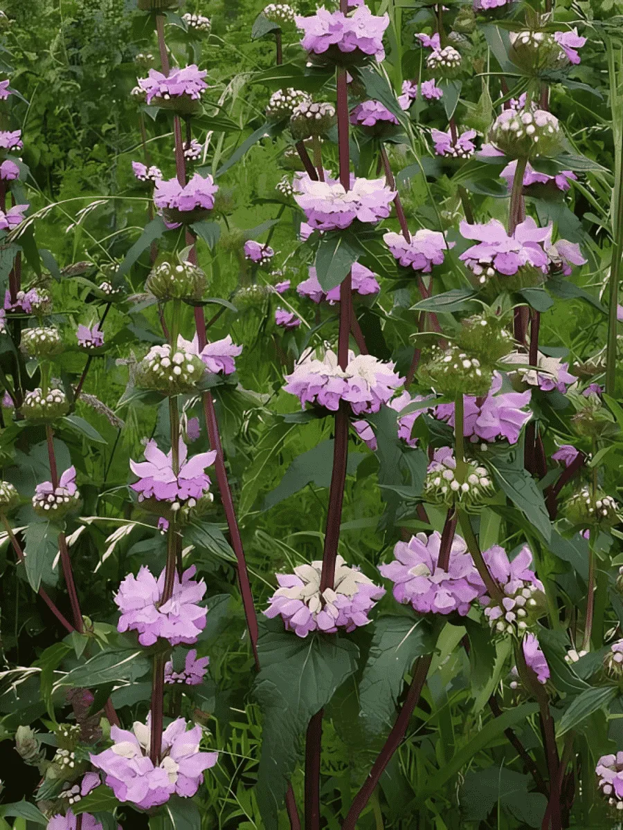 Зопник Зопник