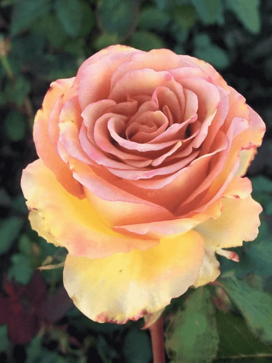 Роза чайно-гибридная Marrakech