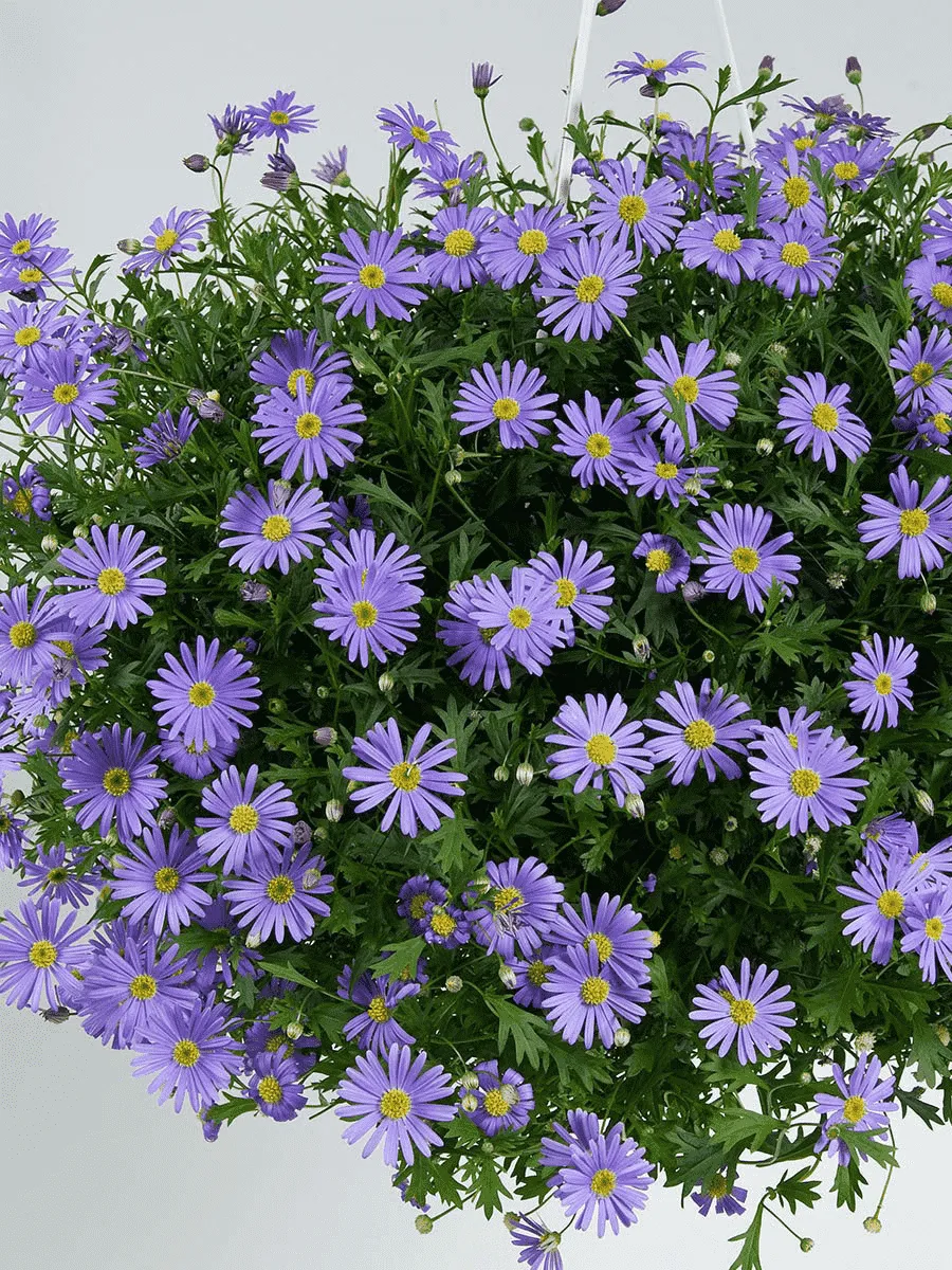 Брахикома многораздельная Brasco Violet (кашпо)