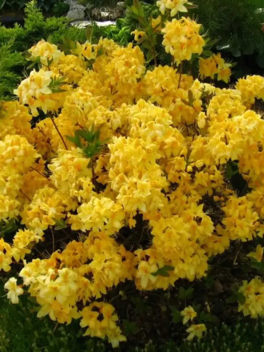 Азалия гибридная Golden Sunset