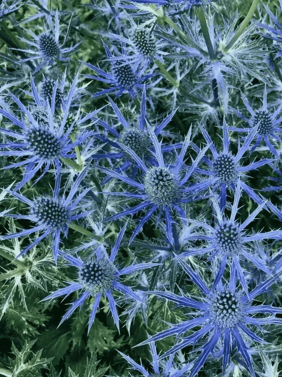 Синеголовник Синеголовник