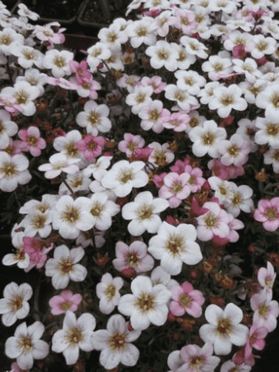 Камнеломка Арендса Ice Colours Appleblossom