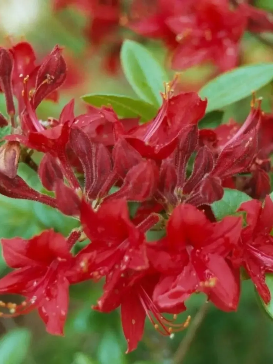 Азалия Crosswater Red