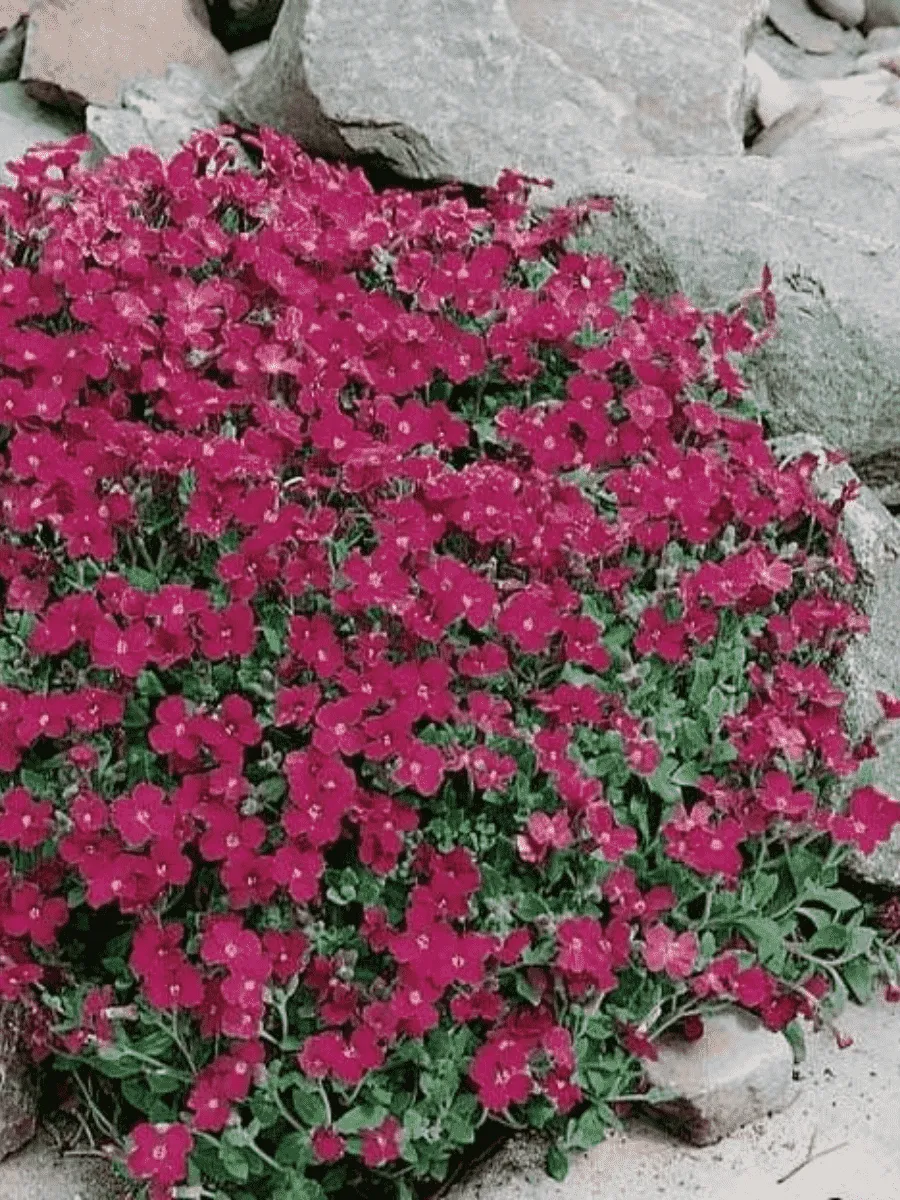 Аубриета Red Duke