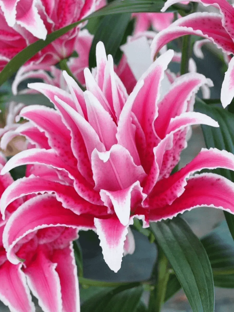 Лилия Roselily Lorena