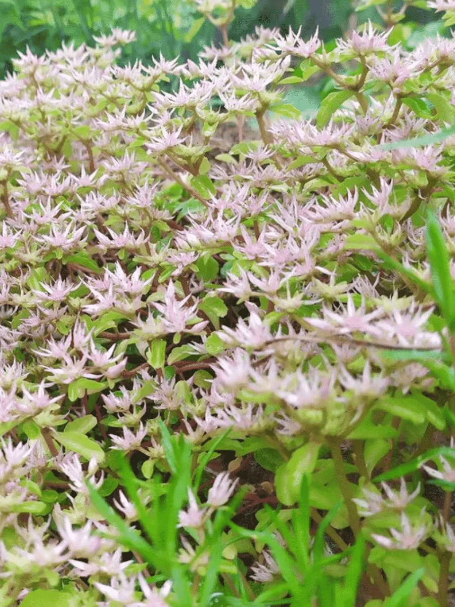 Очиток побегоносный