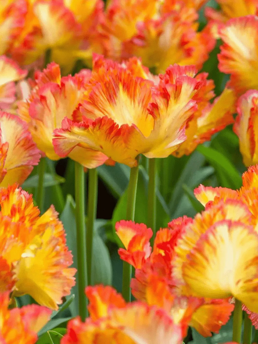 Тюльпан попугайный Carribean Parrot