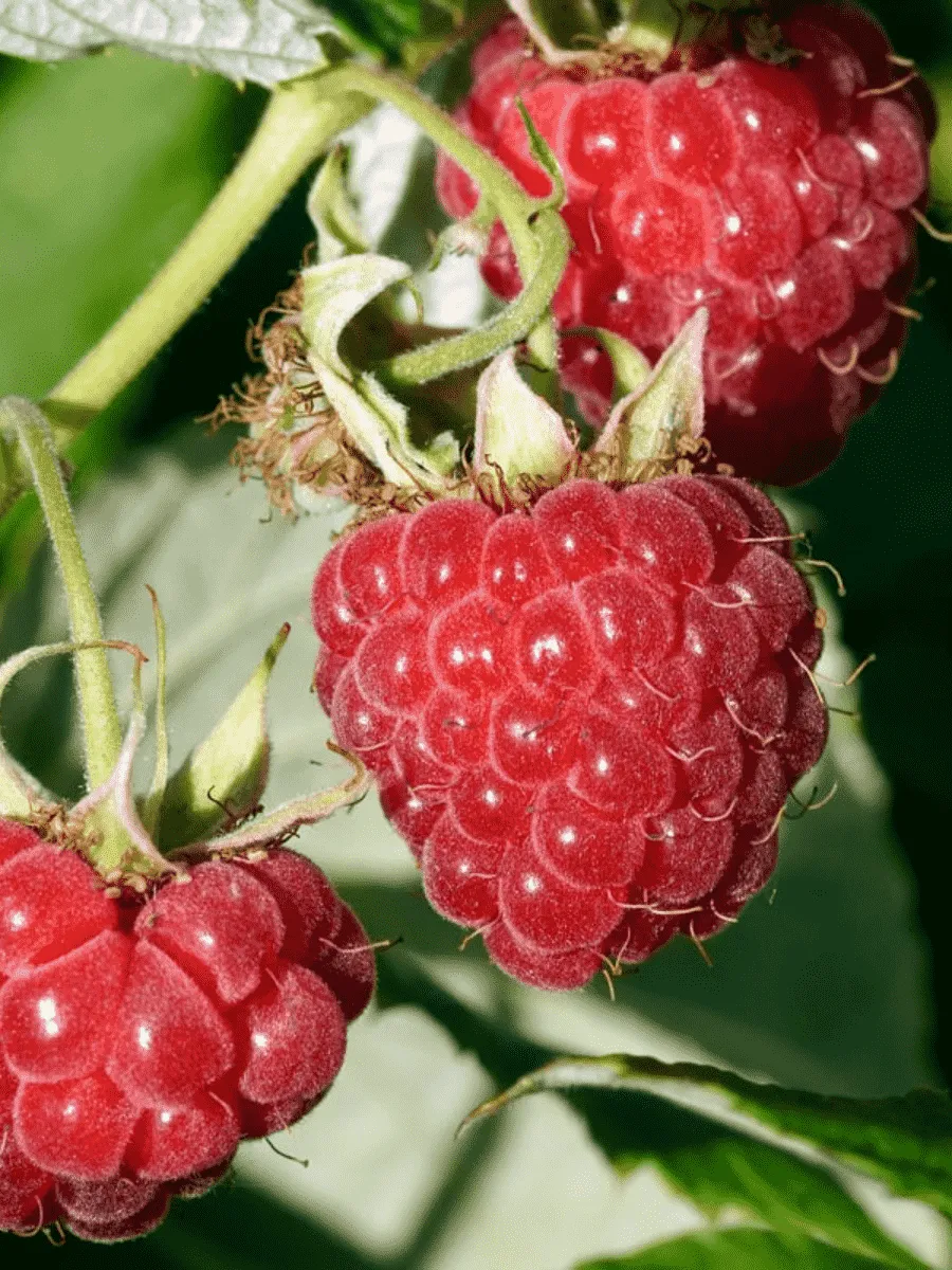 Малина обыкновенная Sweet Sunshine