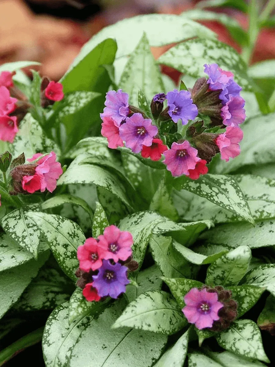 Медуница Медуница