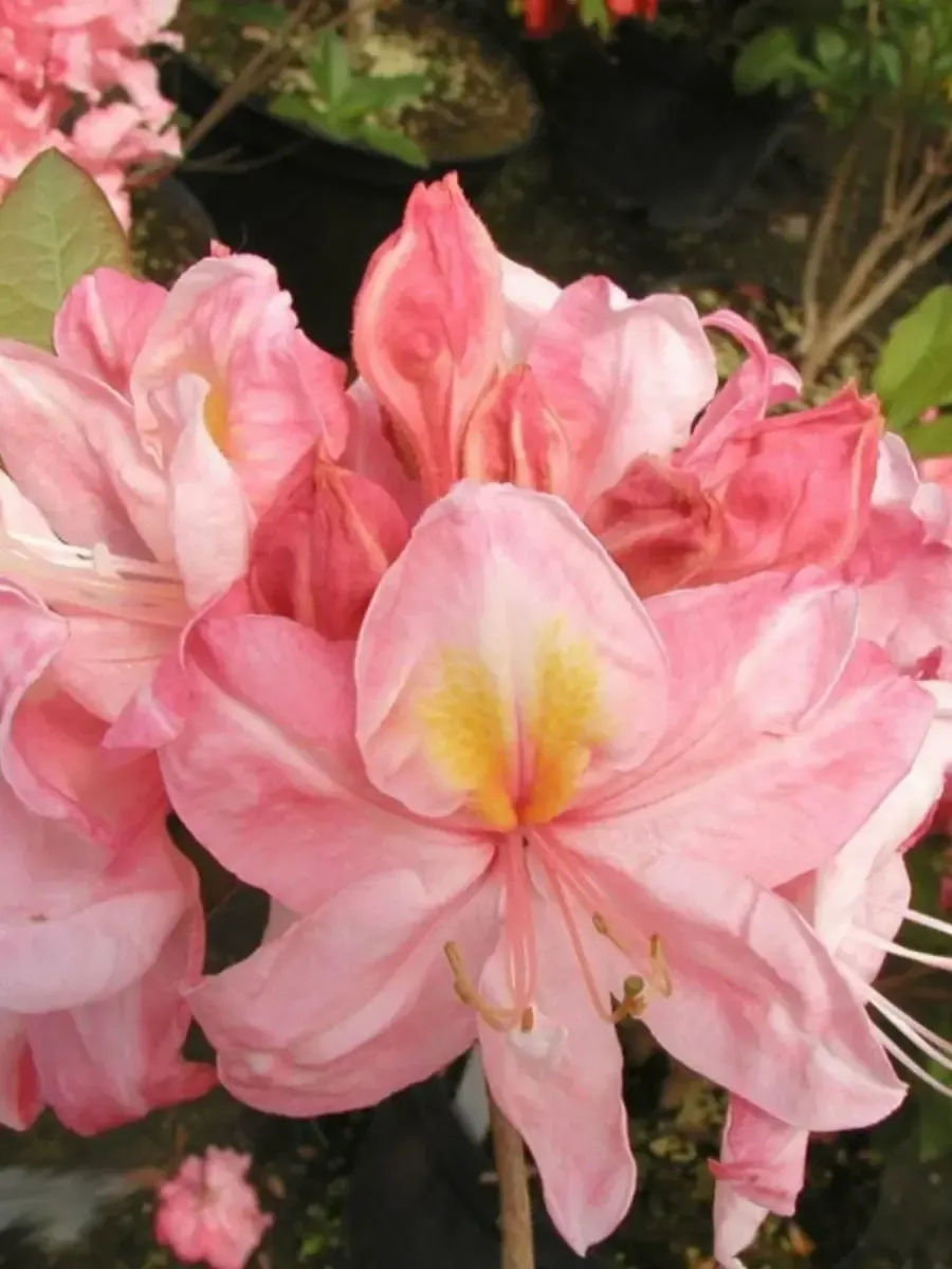 Азалия крупноцветковая Cecile Азалия крупноцветковая Cecile