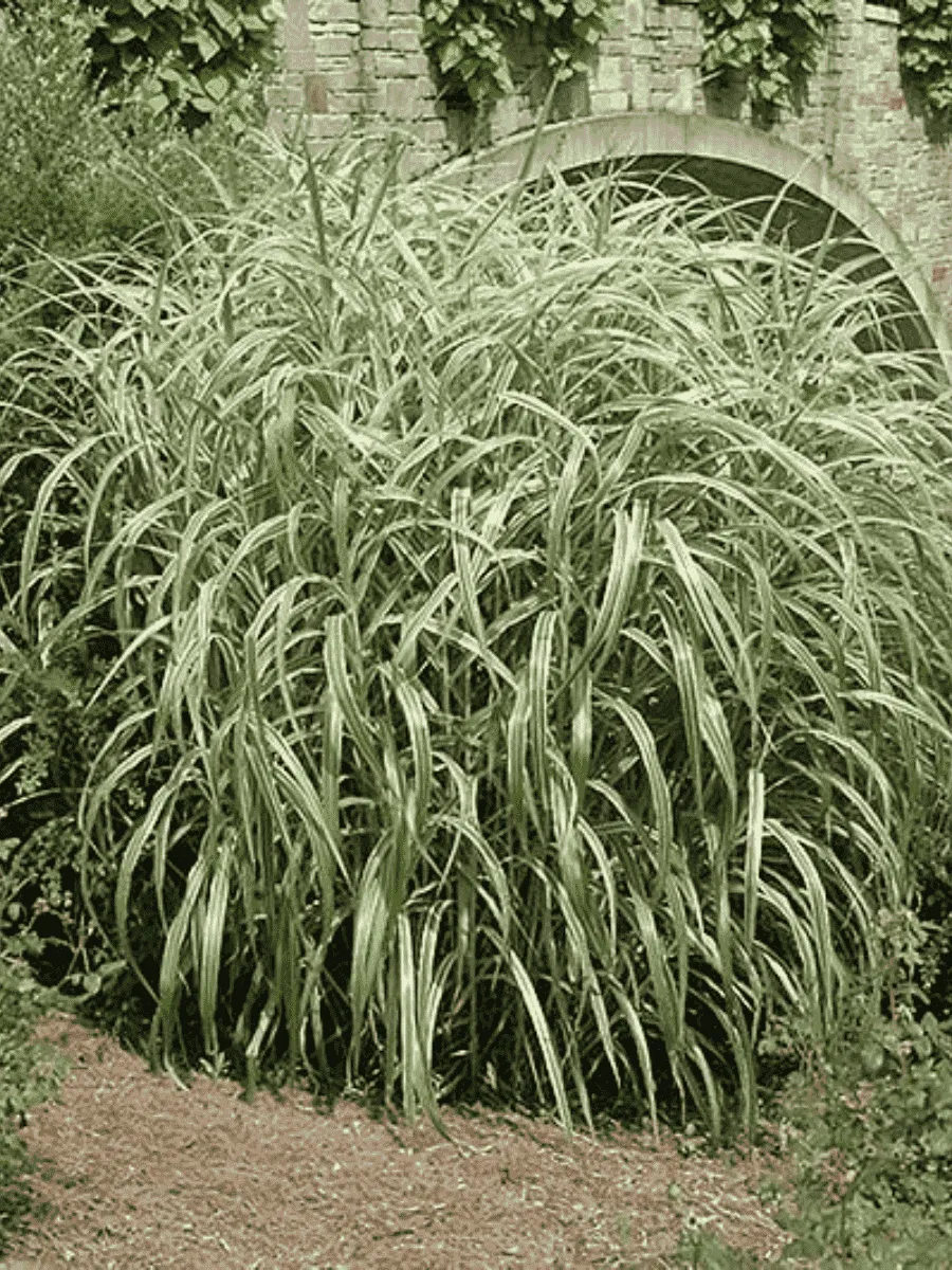 Мискантус китайский Cabaret