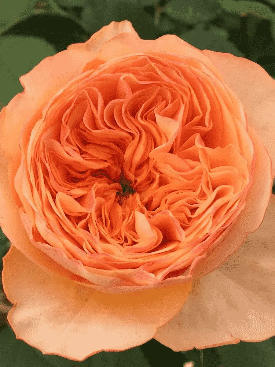 Роза Флорибунда Orange Romantica Роза Флорибунда Orange Romantica