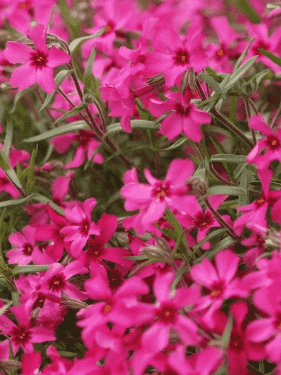 Флокс столоносный  Red Ridge