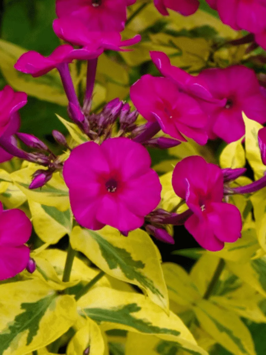 Флокс метельчатый 'Goldmine'