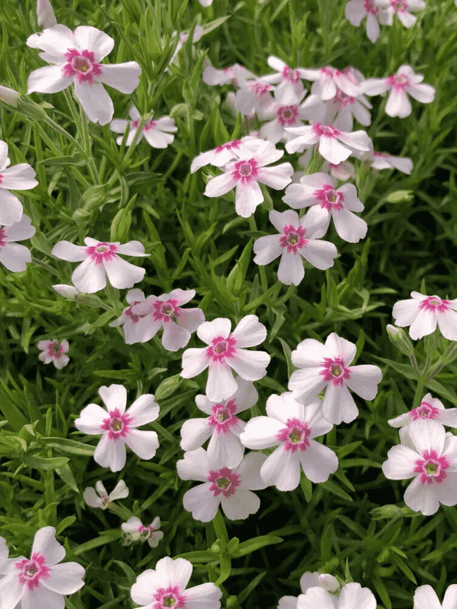 Флокс шиловидный Pharao Red Eye