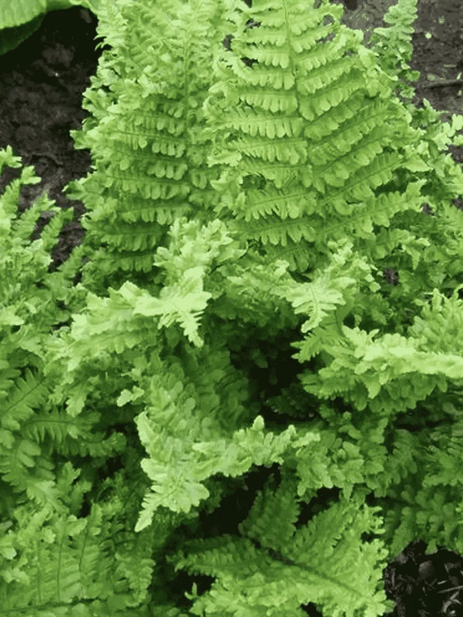 Щитовник мужской Crispa Cristata