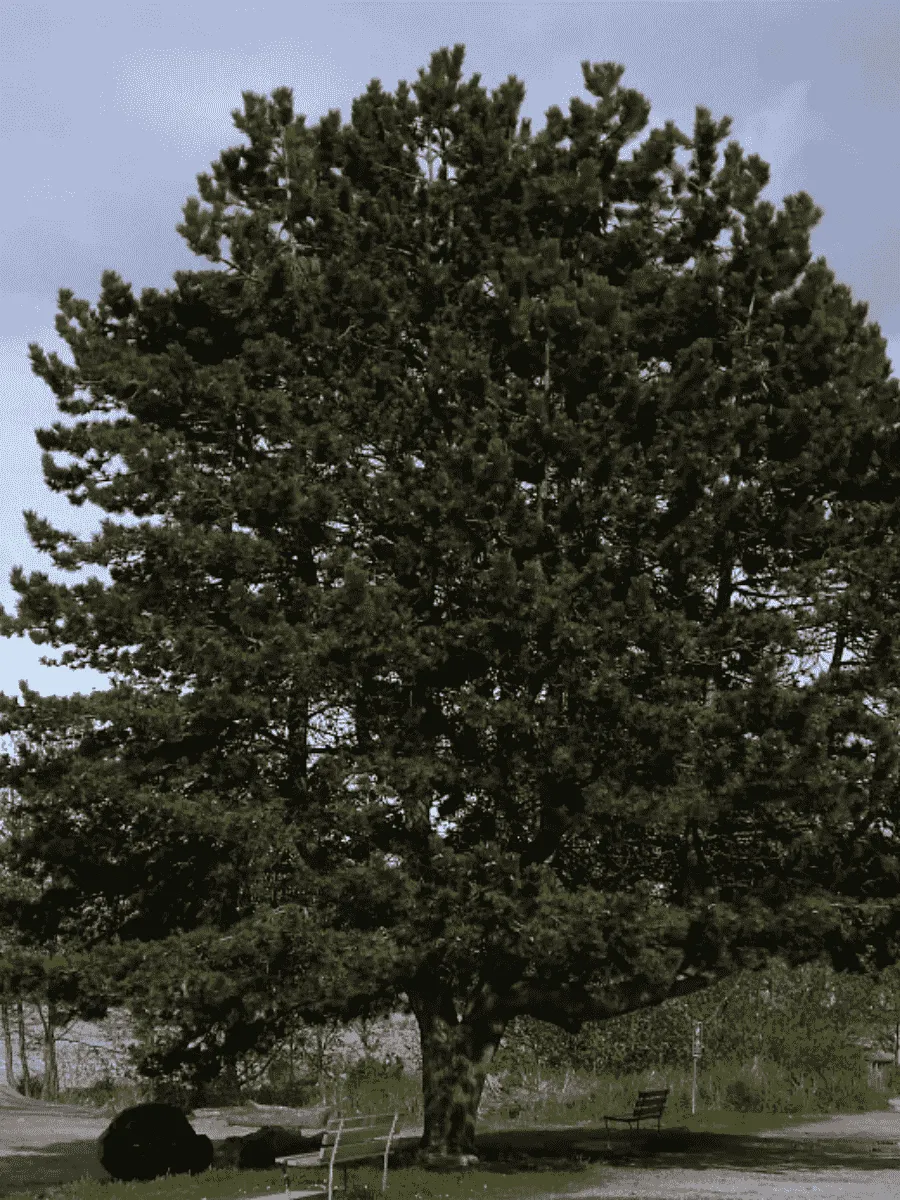 Сосна чёрная Сосна чёрная