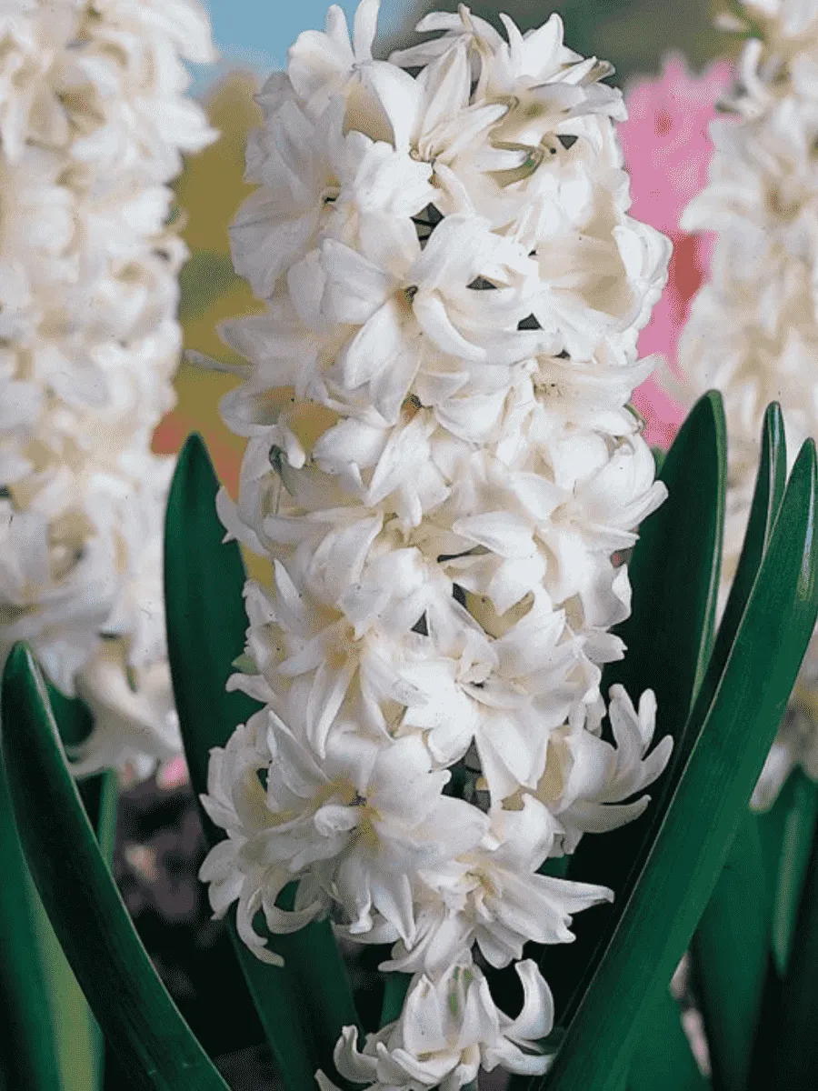 Гиацинт Madame Sophie