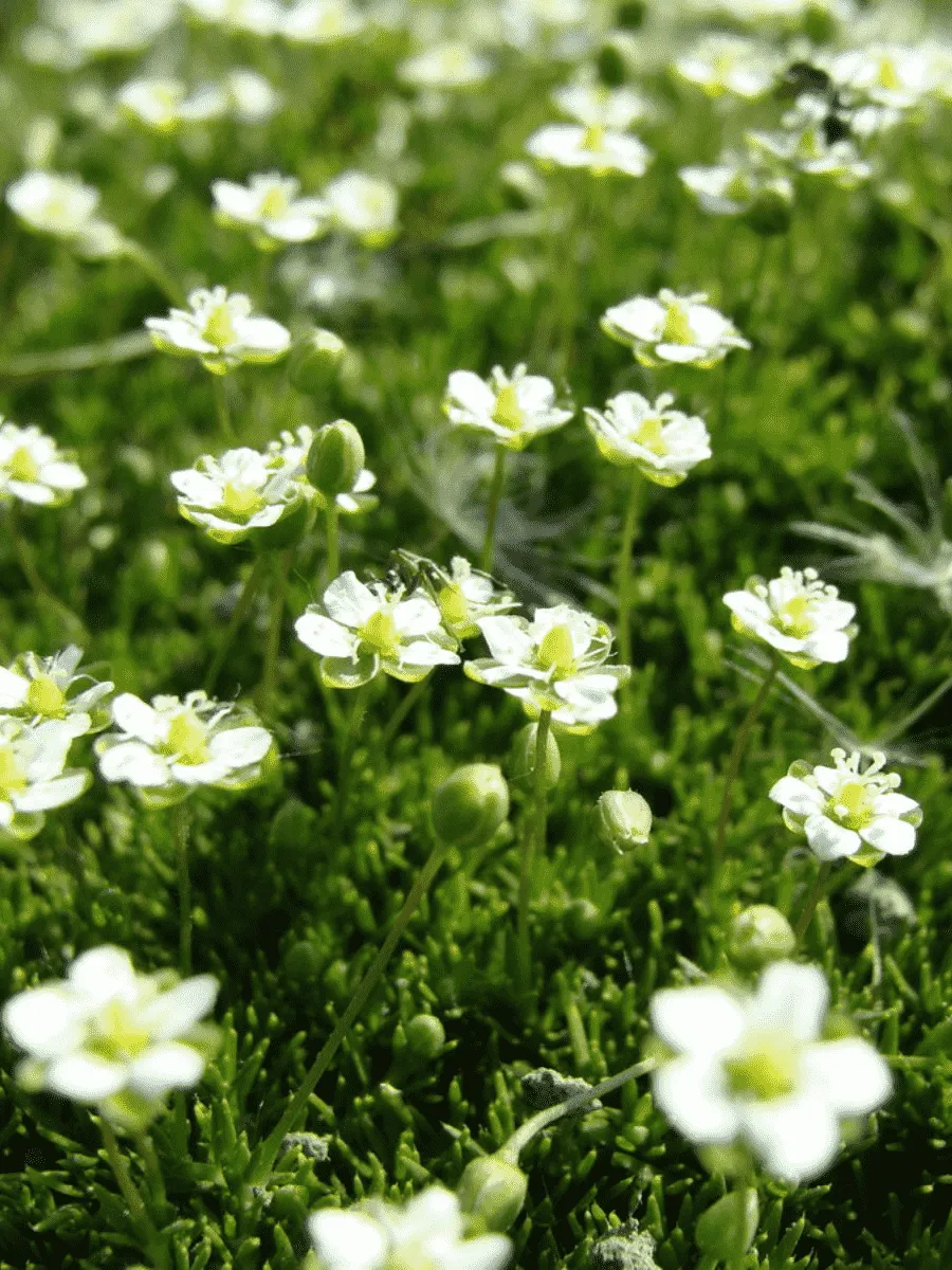 Мшанка шиловидная Supreme